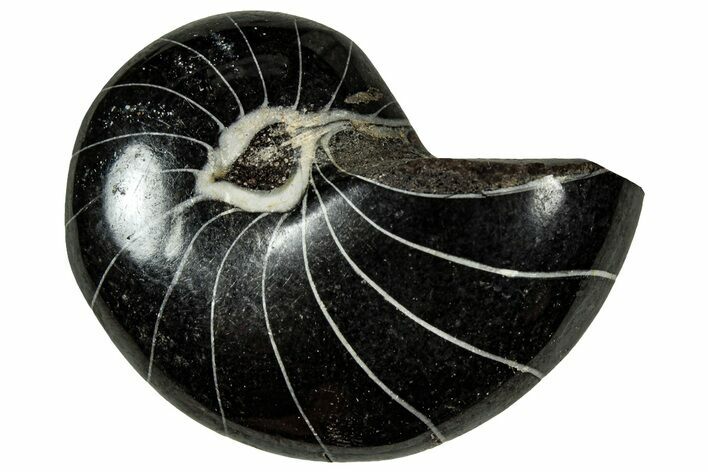 Polished Fossil Nautilus (Cymatoceras) - Unusual Black Color! #329217